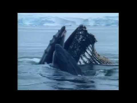 Gwen and Zoey's Adventures of Really Wild Animals (Episode 7; Part 14)