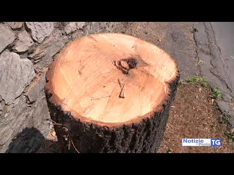 2019-08-13 PRATO - PISTA CICLABILE IN VIA FIRENZE, TAGLIATI OTTO ALBERI