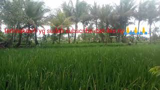 Download lagu Lagu rhoma irama full album tanpa iklan evergreen mp3