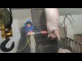 Pig Slaughter - This way of killing pigs is too cruel