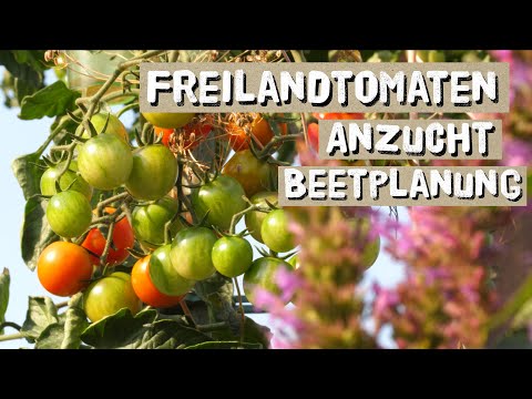 Erfolgreich Freilandtomaten anbauen - Besonderheiten bei der Voranzucht und Beetplanung