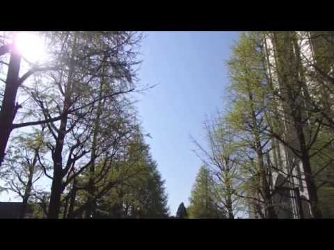 Bonnie Raitt & David Lindley - Everywhere I Go