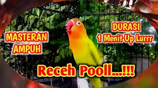 Download lagu Lovebird Receh Pol Durasi 1 Menit Up || Cocok Buat Pancingan Lovebird Ke Sayangan Anda MASSZEH.👍🏻 mp3