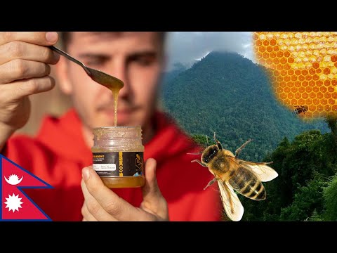 I tried the  psychoactive MAD HONEY in Nepal.