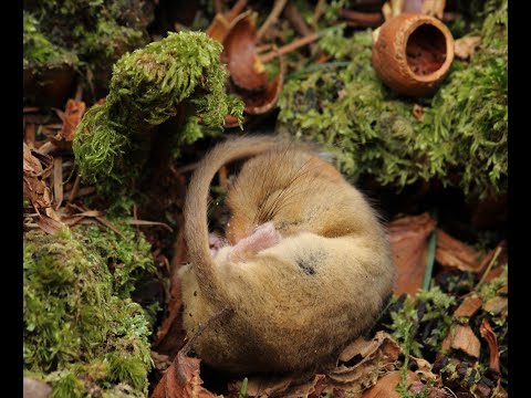 Snoring torpid dormouse