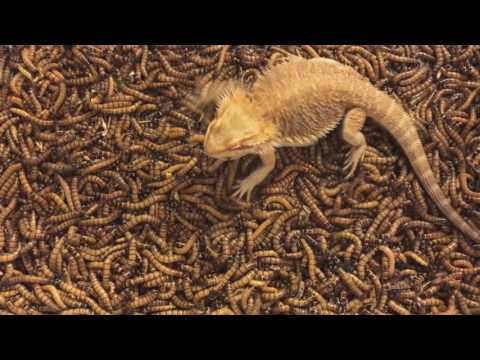 2000 Superworm unboxing/Bearded dragon feeding frenzy!