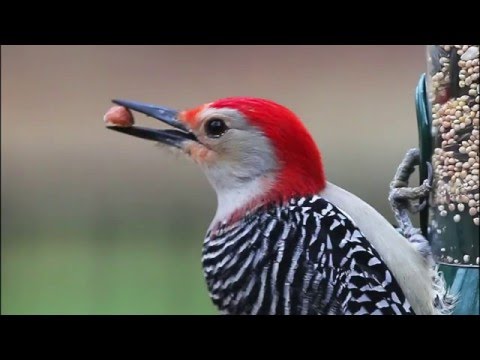 How to Make a Suet Cake