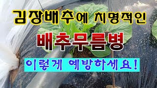 [텃밭농부 2,063]  배추에 치명적인 "배추무름병"을 이렇게 예방하세요! #배추재배