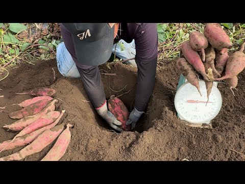 天然遺伝子組み換えサツマイモ