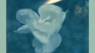 Day Wave - Deadbeat Girl