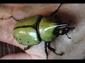Members of the Thailand Beetle Breeders Club: Mr ...