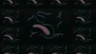 Curiosity Killed The Cat - Misfit.