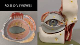 Eye anatomy