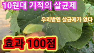 효과100점 10원대 기적의 친환경살균제 우리밭엔 살균제가 없다