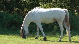 Weisse Pferde an der Ruhr 27.8.2013