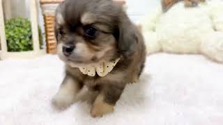 ハーフ犬の動画01