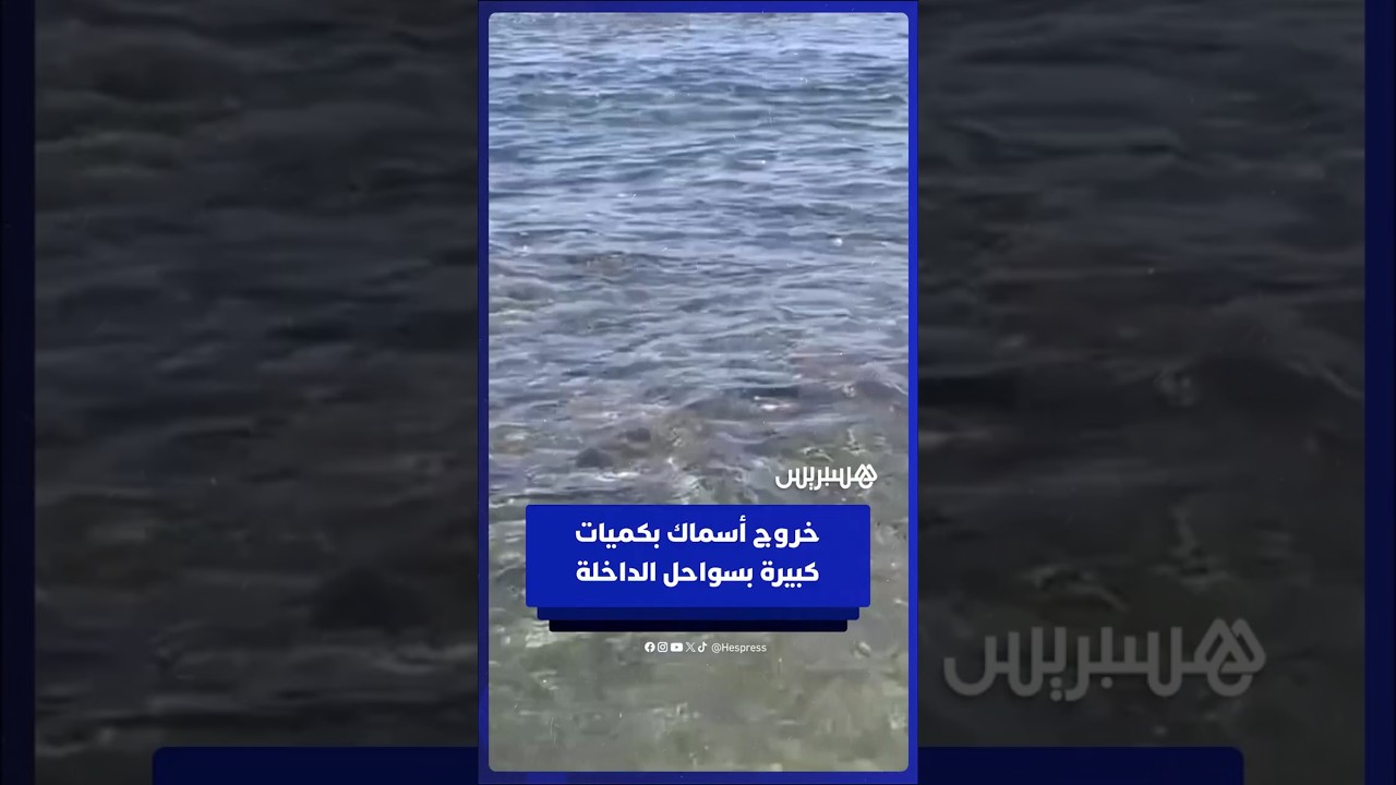 خروج كميات هائلة من الأسماك في سواحل مدينة الداخلة thumbnail