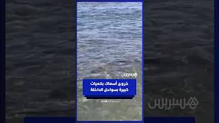 خروج كميات هائلة من الأسماك في سواحل مدينة الداخلة thumbnail