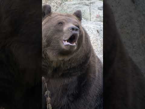Roaring Brown Bear: Majestic Sounds of the Wild