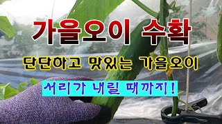 [텃밭농부 2,086]  가을오이가 더 맛있다. 오이 수확하고 웃거름 주기! #오이재배