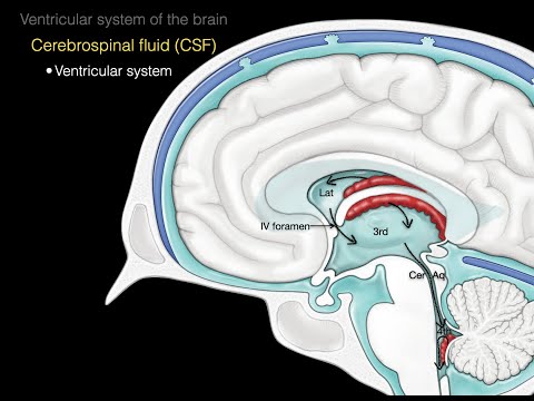 image-What are ventricles and where are they located?