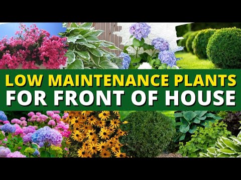 , title : '5 Best Low Maintenance Plants for Front of House Garden  🌿🍃 Ground Cover Plants 👍👌'