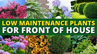 5 Best Low Maintenance Plants for Front of House Garden  🌿🍃 Ground Cover Plants 👍👌