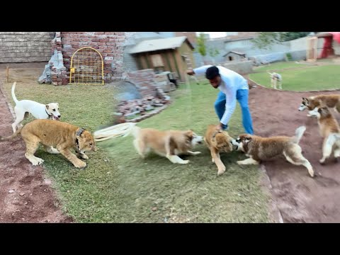 Dogs Ny Lion Pr Hla Bol Dya Bht Muskil Se Churwaya😰