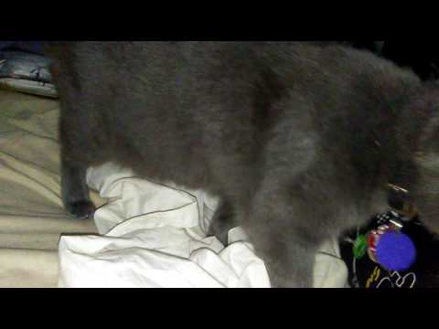 Iffy Kitty Buttercup