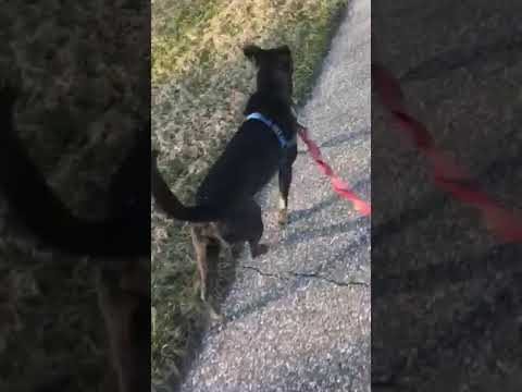Java, an adopted German Shepherd Dog Mix in Cincinnati, OH_image-1