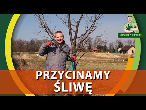 Jak przycinać śliwę - Z PLANTĄ W OGRODZIE