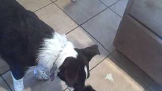 preview picture of video 'Lucy the Border Collie is a good dog and stays out of the kitchen'