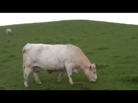 T. Susato, 1551, Ronde n. 1 "Warum", for recorder and guitar