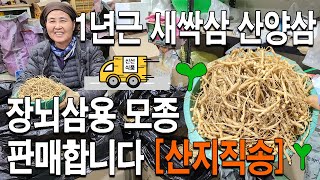 1,2년근 모종삼 새싹삼 산양삼 장뇌삼용 묘삼 판매합니다 - 1~2 years of ginseng sales