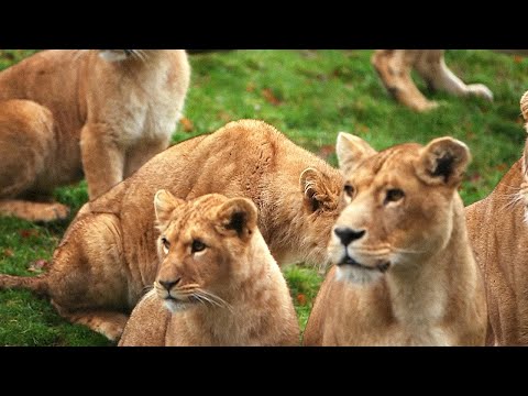 Zoo de Cerza, au coeur du plus grand zoo de Normandie