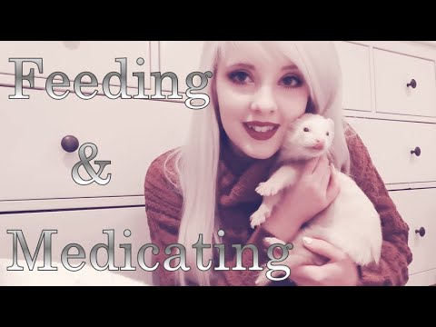 , title : 'Ferret Insulinoma: How I Treat It | Feeding and Medicating'