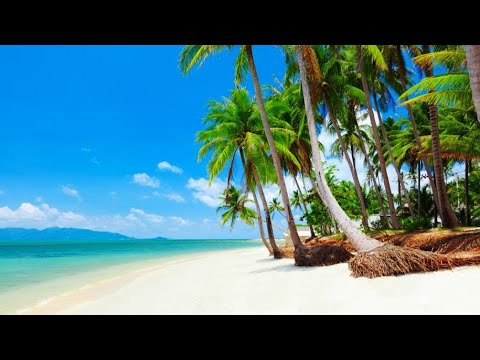 Beach & Coconut Trees