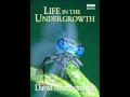 Life in the Undergrowth Soundtrack 01 - Title