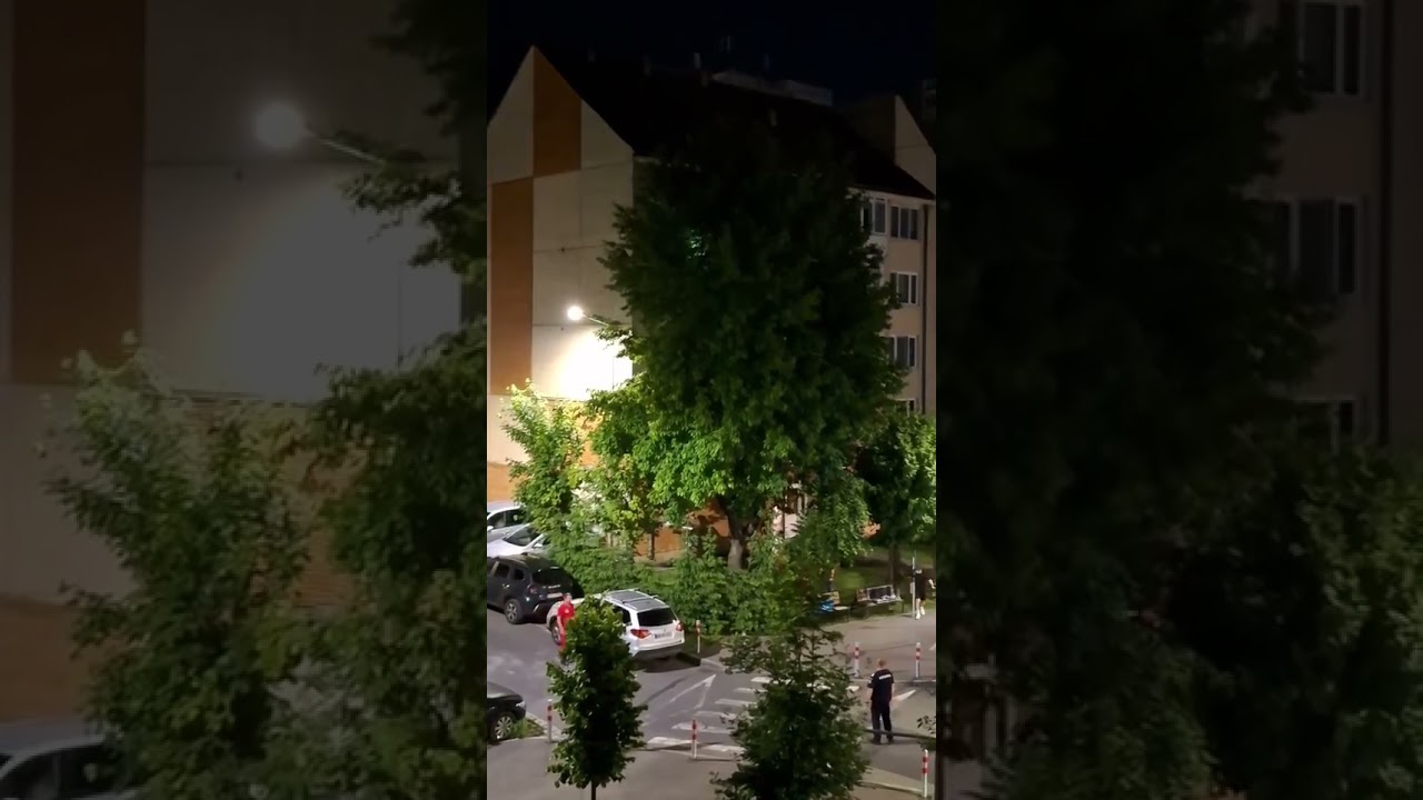 Így távolították el az elkábított medvét a fáról a Kalász-negyedben