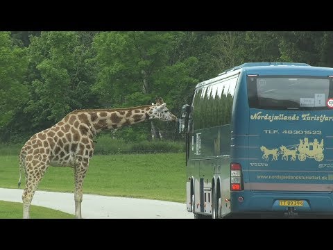 Folkepensionister på sommerudflugt - TV-Ishøj