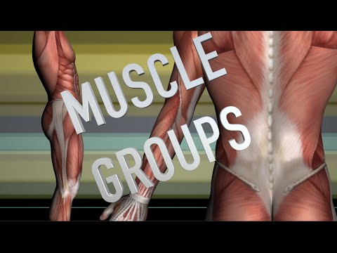 Shoulder & Chest Muscle Groups - Kinesiology Quiz