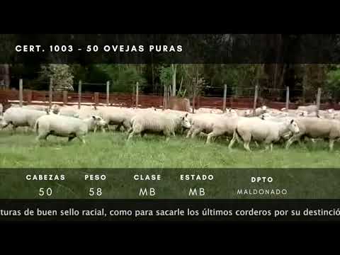 Lote 50 Ovejas TEXEL 58kg -  en Ruta 39 km 28,5, A 8.5 km de intersección ruta 39 y 9, a 11 km de San Carlos