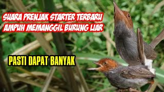 Download lagu Suara pikat burung prenjak starter terbaru untuk memanggil burung liar ZA1 mp3 Download lagu Suara pikat burung prenjak starter terbaru untuk memanggil burung liar ZA1 mp3