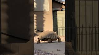 African Spurred Tortoise Reptiles Videos