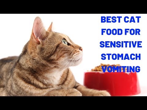 Best Cat Food for Sensitive Stomach Vomiting | Best Cat Food for Regurgitation