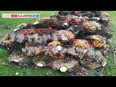 アブラヤシのプランテーションは熱帯雨林になりつつある