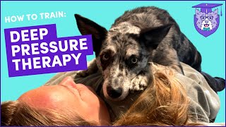 Train DEEP PRESSURE THERAPY (DPT): Service Dog Task for Anxiety, ADHD, ASD, PTSD & more