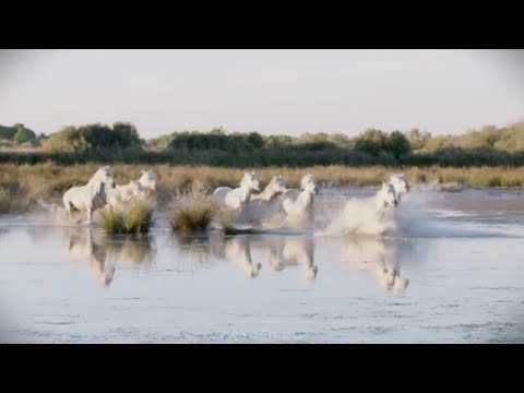 Patrik Hradecký - Jak chcete žít bez koní