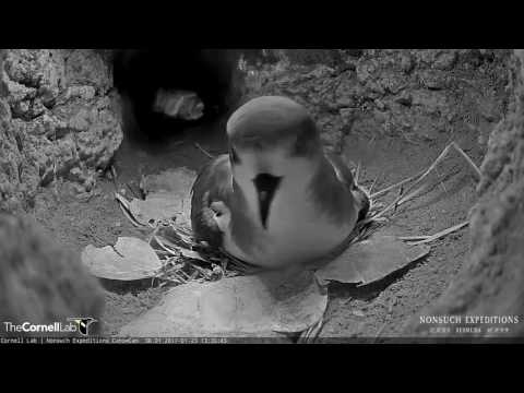 Why Do Bermuda Petrels Shake Their Heads? – Jan. 23, 2017