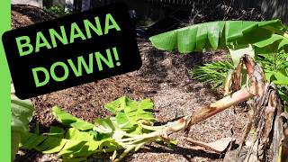 Surviving Hurricane Helene: Backyard Damage Assessment, Recovery Plan